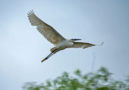 任鸟飞2016百尺竿头游戏辅助开发课程 | 价值2300